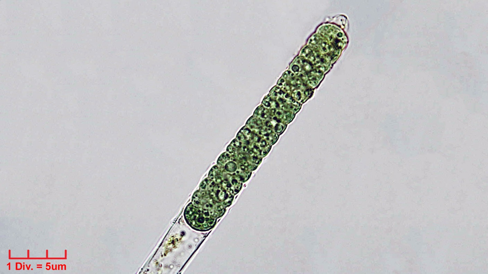 Cyanobacteria/Oscillatoriales/Oscillatoriaceae/Blenothrix/sp/blenothrix-219.png