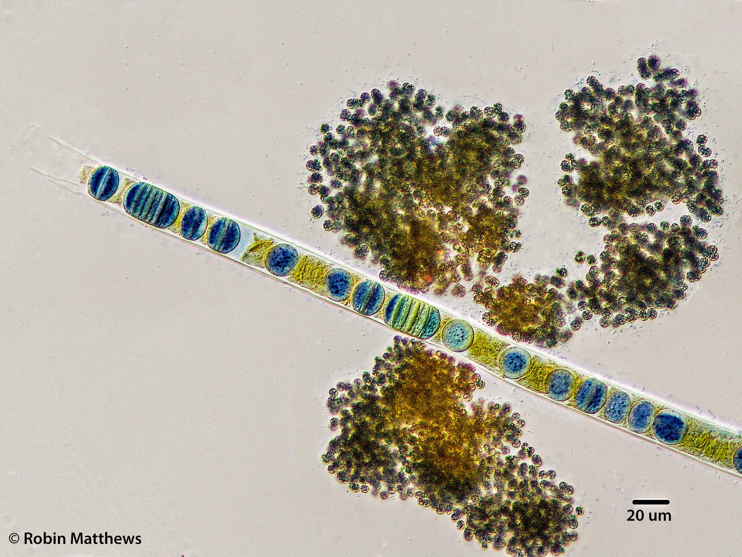 ././Cyanobacteria/Oscillatoriales/Oscillatoriaceae/Limnoraphis/birgei/limnoraphis-birgei-195.jpg