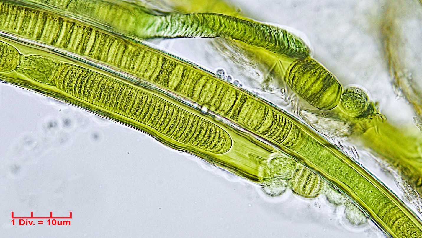 Cyanobacteria/Oscillatoriales/Oscillatoriaceae/Lyngbya/aestuarii/lyngbia-aestuarii-201.jpg