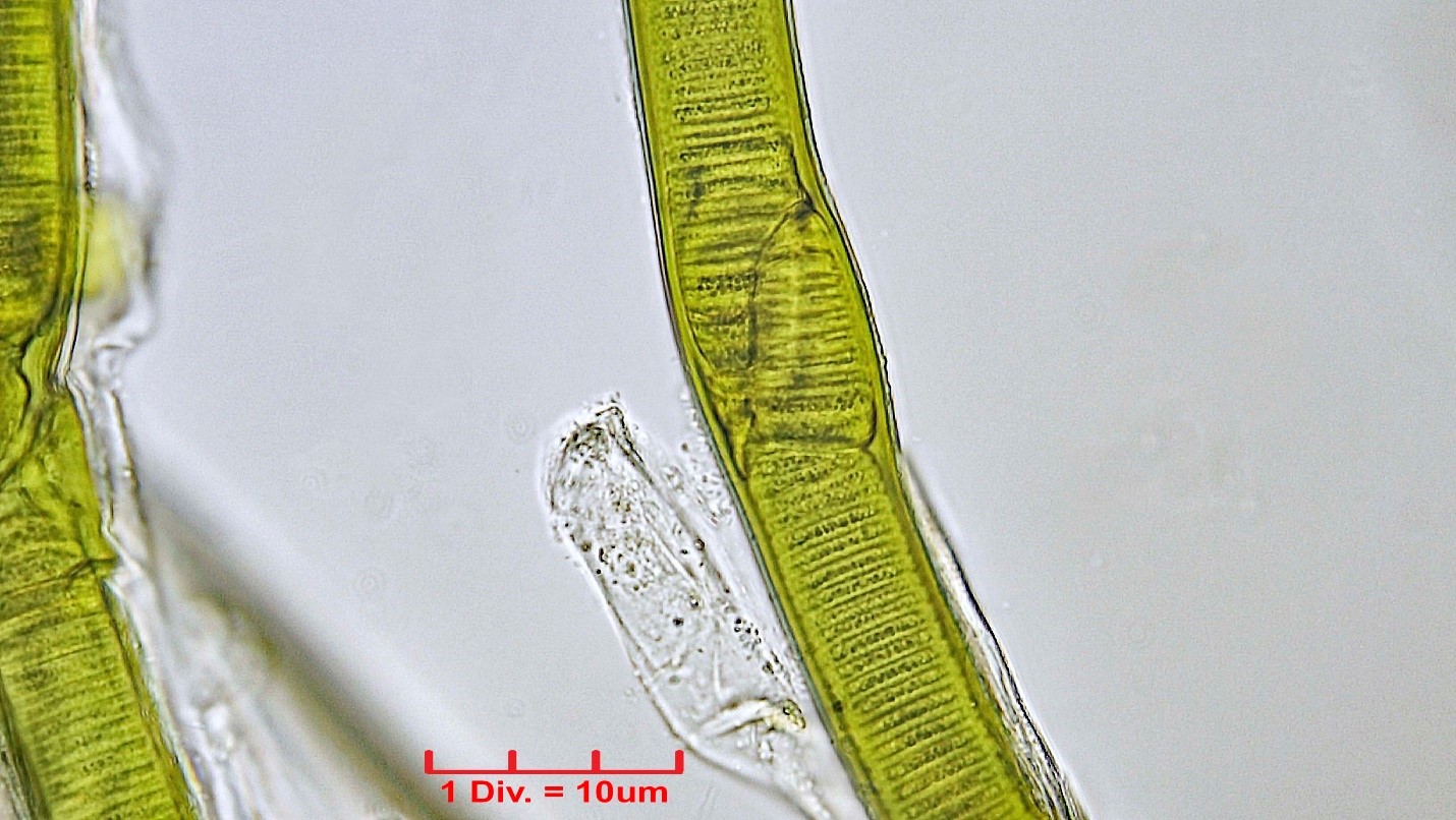 ./Cyanobacteria/Oscillatoriales/Oscillatoriaceae/Lyngbya/aestuarii/lyngbia-aestuarii-202.jpg
