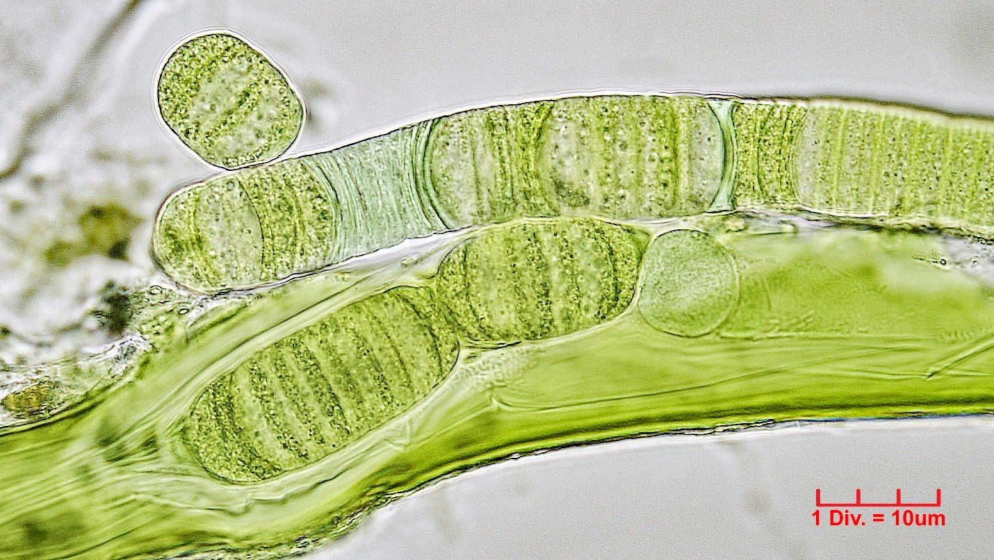 ./Cyanobacteria/Oscillatoriales/Oscillatoriaceae/Lyngbya/aestuarii/lyngbia-aestuarii-203.jpg