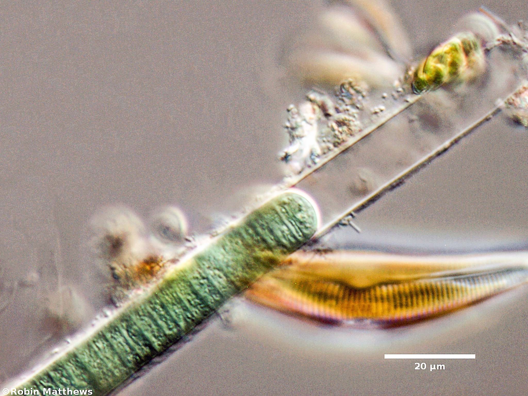 ./Cyanobacteria/Oscillatoriales/Oscillatoriaceae/Lyngbya/sp/lyngbya-199.jpg