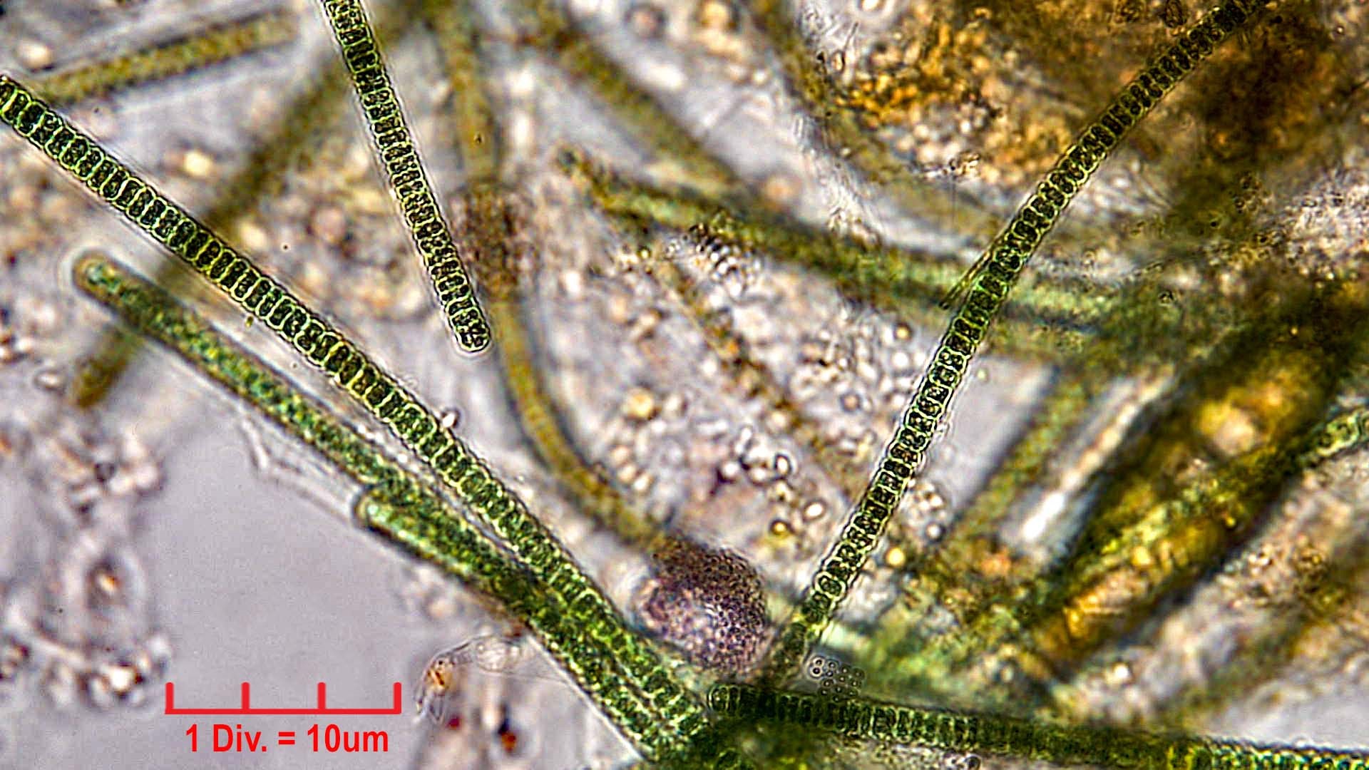 Cyanobacteria/Oscillatoriales/Oscillatoriaceae/Oscillatoria/articulata/oscillatoria-articulata-187.jpg