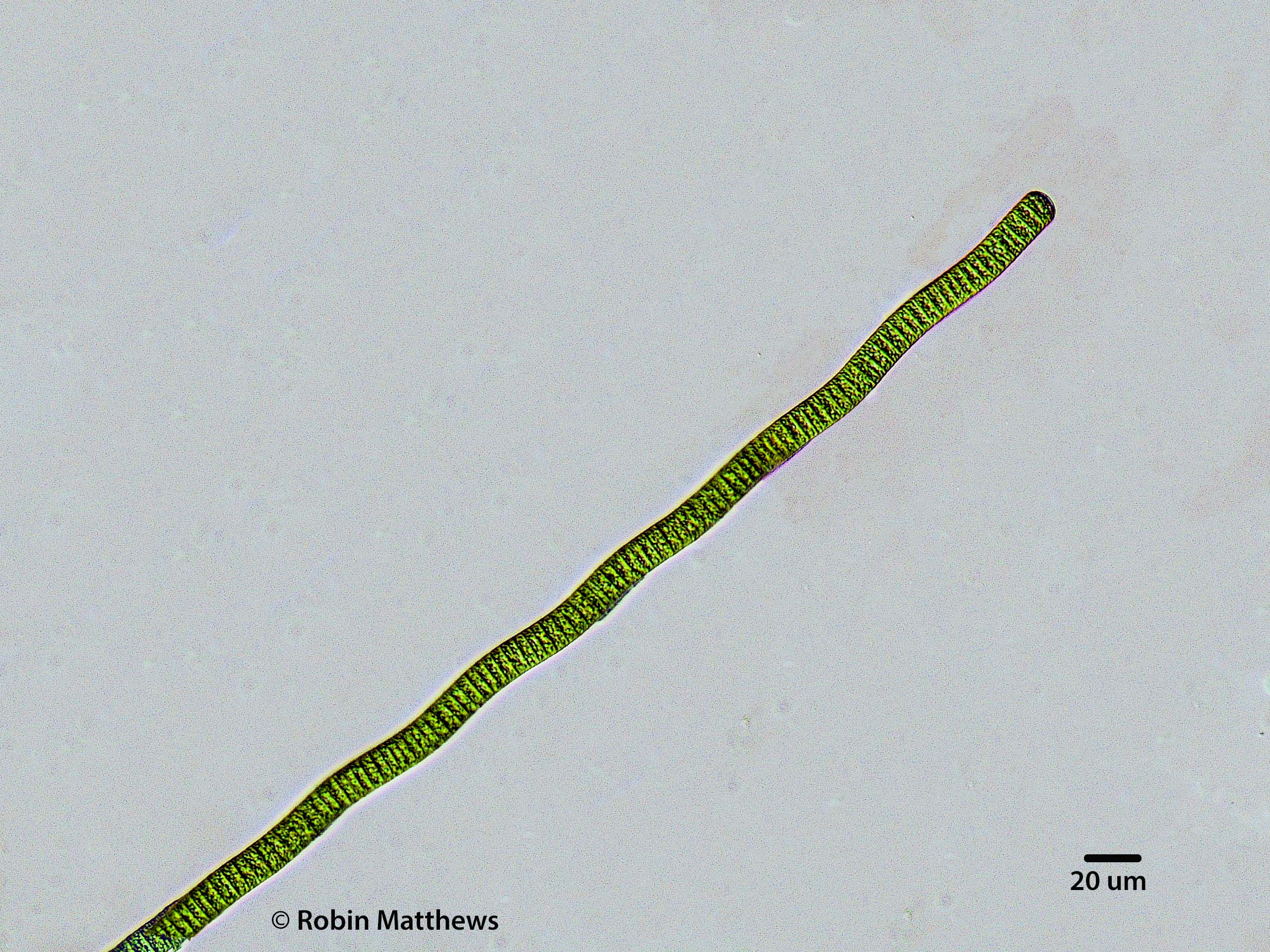 Cyanobacteria/Oscillatoriales/Oscillatoriaceae/Oscillatoria/curviceps/oscillatoria-curviceps-178.jpg