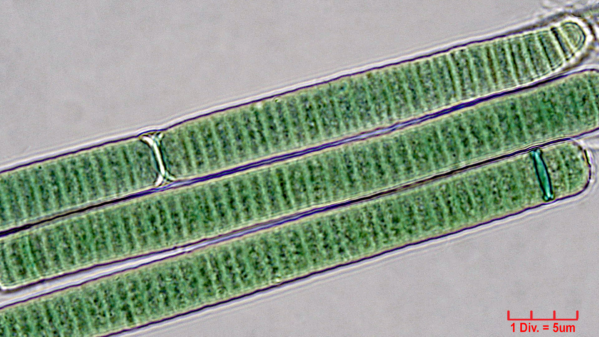 Cyanobacteria/Oscillatoriales/Oscillatoriaceae/Oscillatoria/curviceps/oscillatoria-curviceps-181.jpg