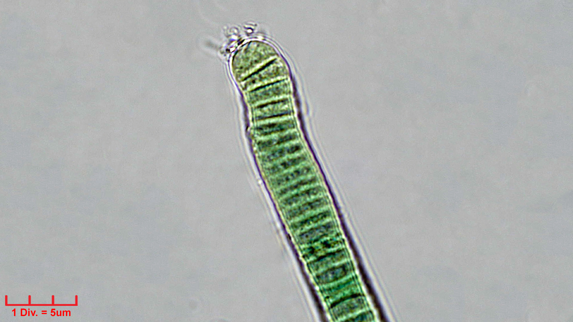 Cyanobacteria/Oscillatoriales/Oscillatoriaceae/Oscillatoria/curviceps/oscillatoria-curviceps-183.jpg