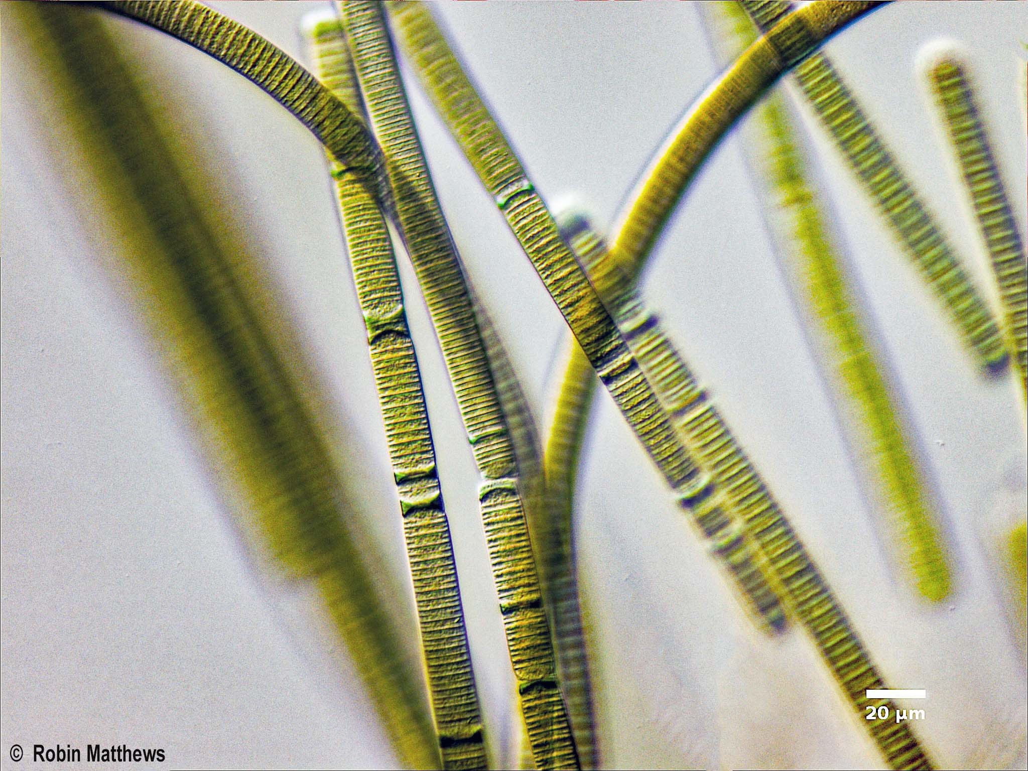 ././Cyanobacteria/Oscillatoriales/Oscillatoriaceae/Oscillatoria/limosa/oscillatoria-limosa-175.jpg