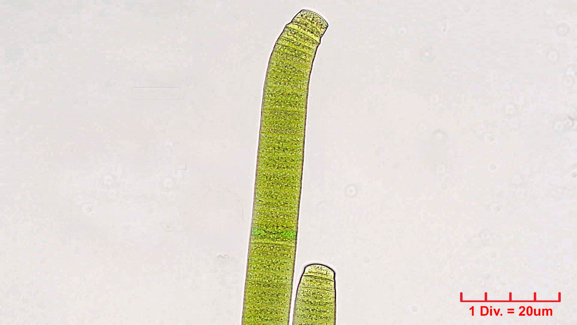 ./././Cyanobacteria/Oscillatoriales/Oscillatoriaceae/Oscillatoria/princeps/oscillatoria-princeps-167.jpg