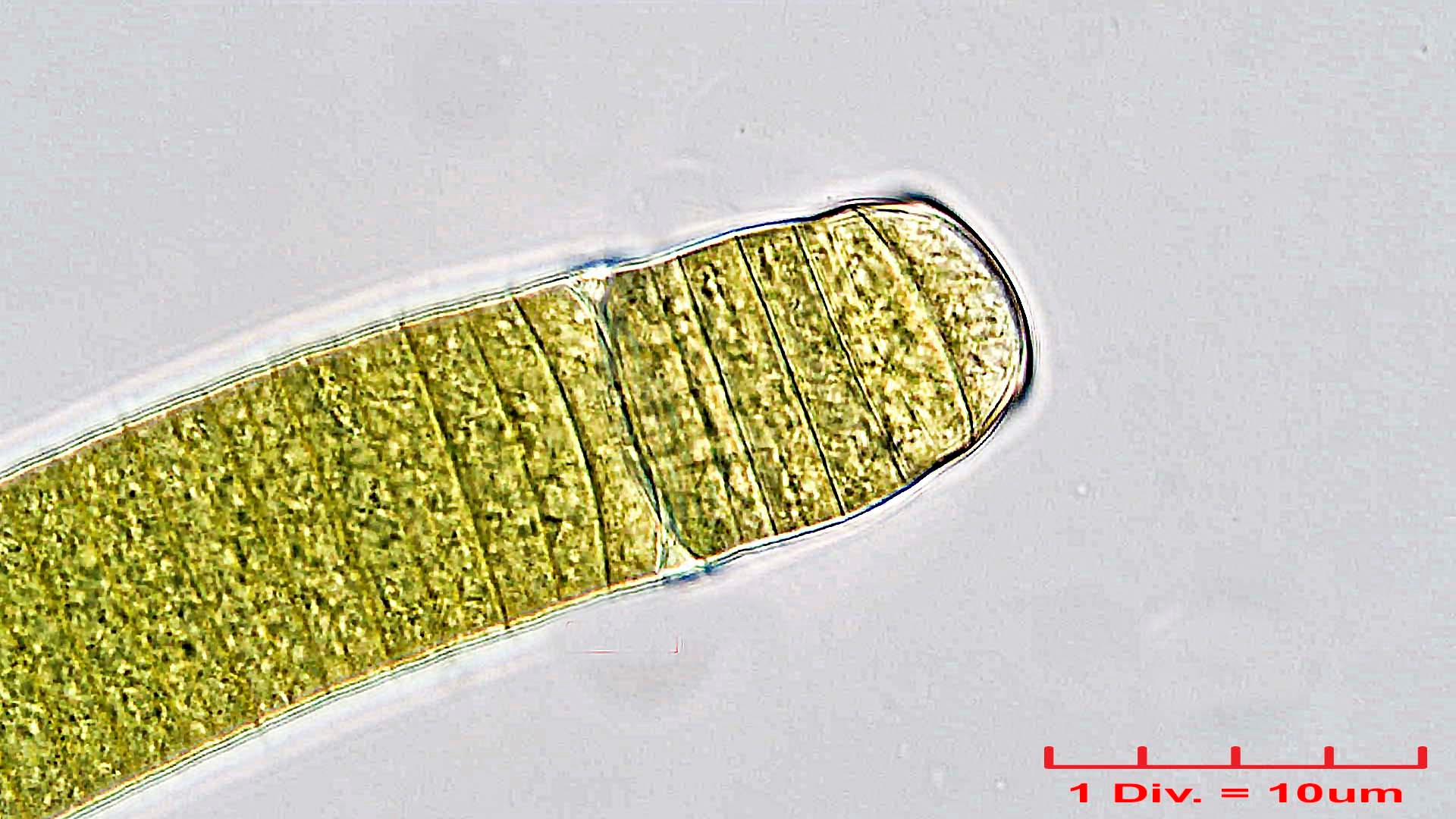 Cyanobacteria/Oscillatoriales/Oscillatoriaceae/Oscillatoria/princeps/oscillatoria-princeps-168.jpg