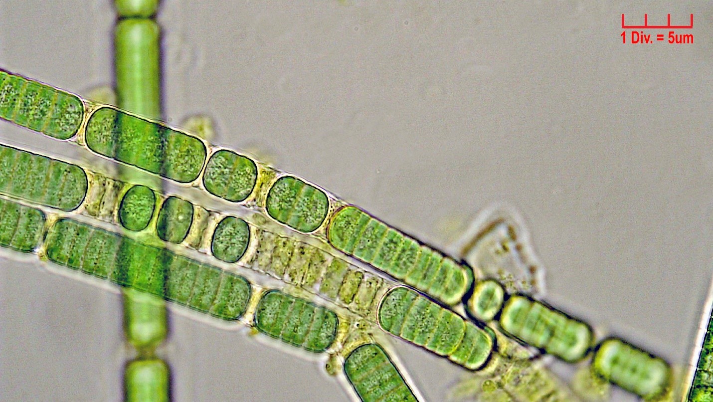 ./Cyanobacteria/Oscillatoriales/Oscillatoriaceae/Oscillatoria/tenuis_cf/oscillatoria-tenuis-190.jpg