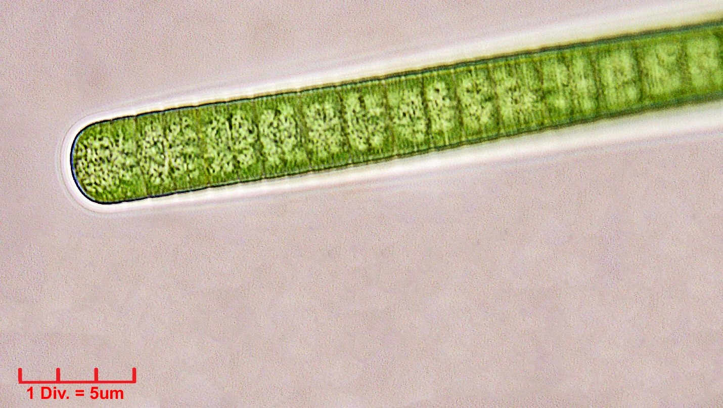 Cyanobacteria/Oscillatoriales/Oscillatoriaceae/Oscillatoria/tenuis_cf/oscillatoria-tenuis-192.jpg