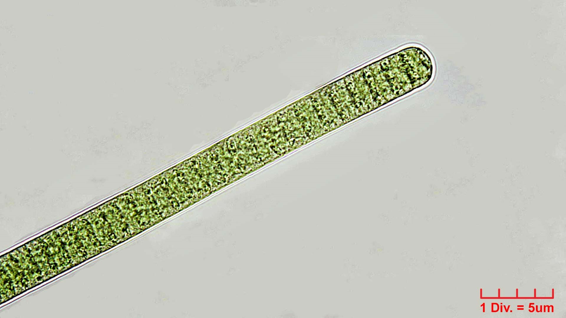 ./Cyanobacteria/Oscillatoriales/Oscillatoriaceae/Phormidium/irriguum/phormidium-irriguum-227.jpg