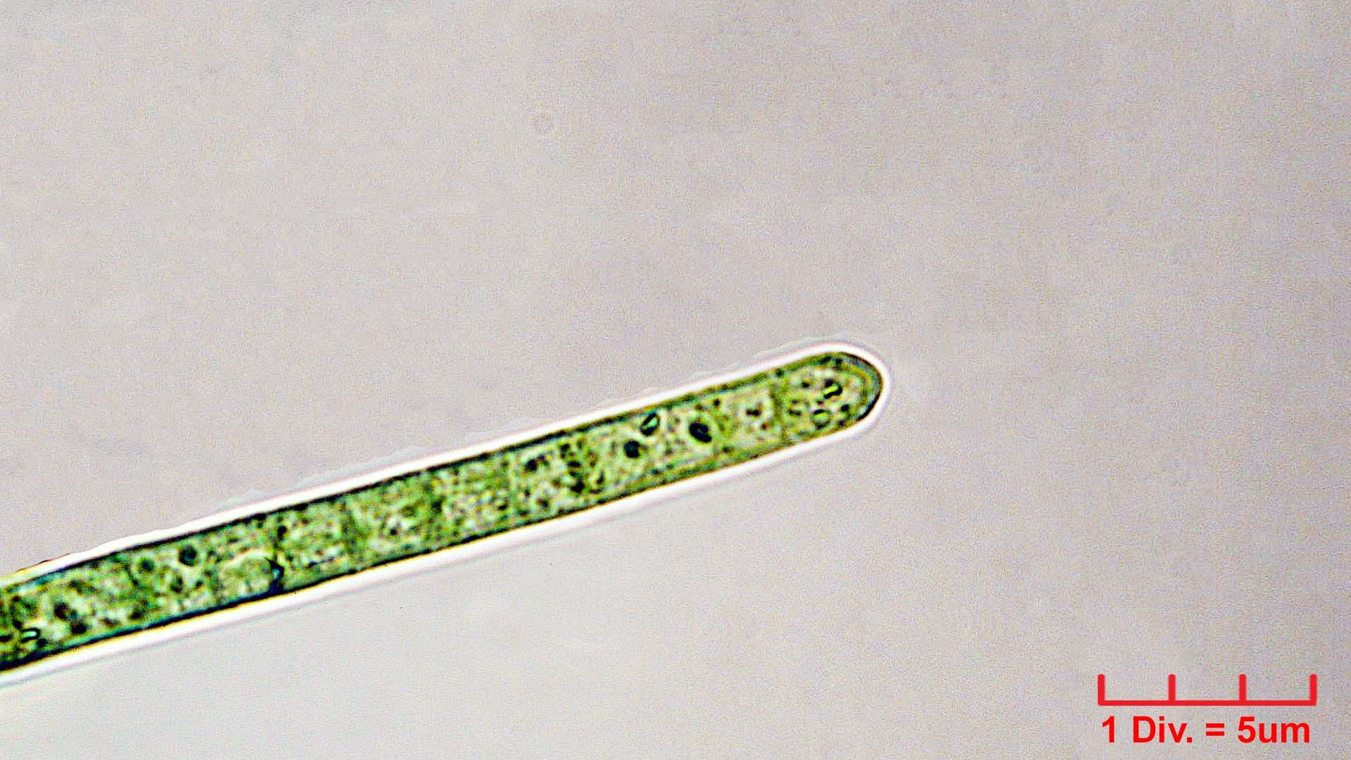 ./Cyanobacteria/Oscillatoriales/Oscillatoriaceae/Phormidium/retzii/phormidium-retzii-234.jpg
