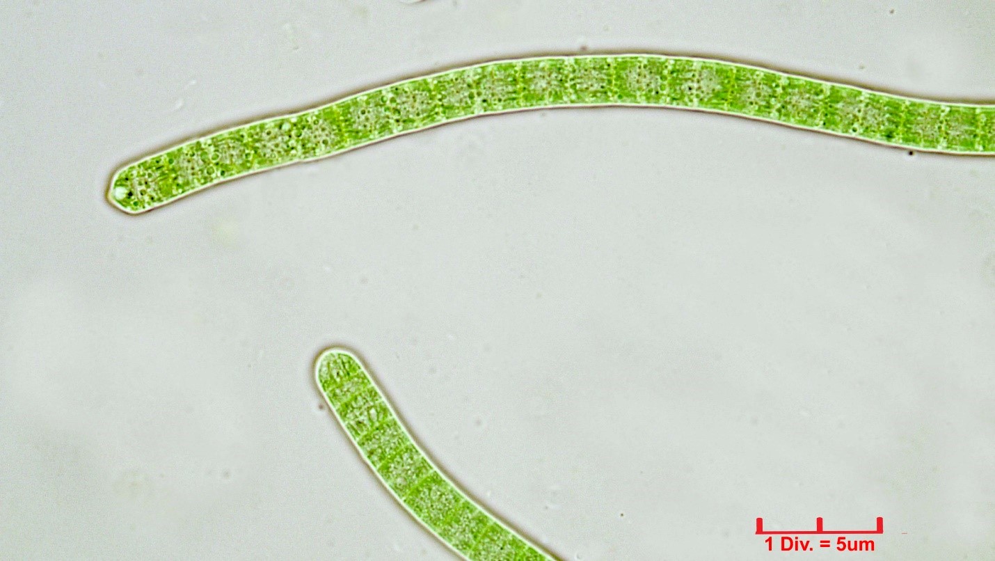 Cyanobacteria/Oscillatoriales/Oscillatoriaceae/Phormidium/sp/phormidium-221.jpg