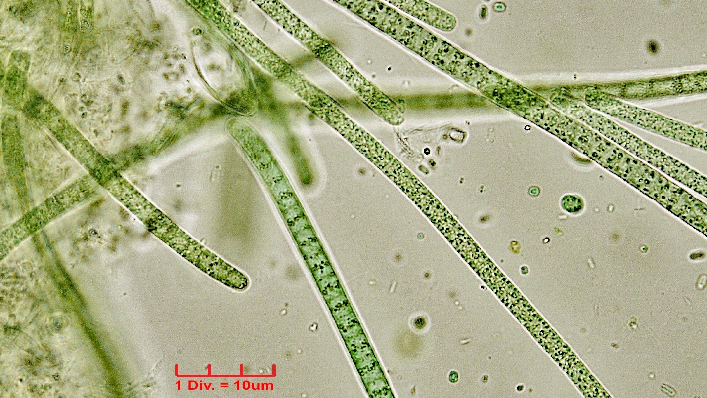 ././././Cyanobacteria/Oscillatoriales/Oscillatoriaceae/Phormidium/subuliforme/phormidium-subuliforme-224.jpg