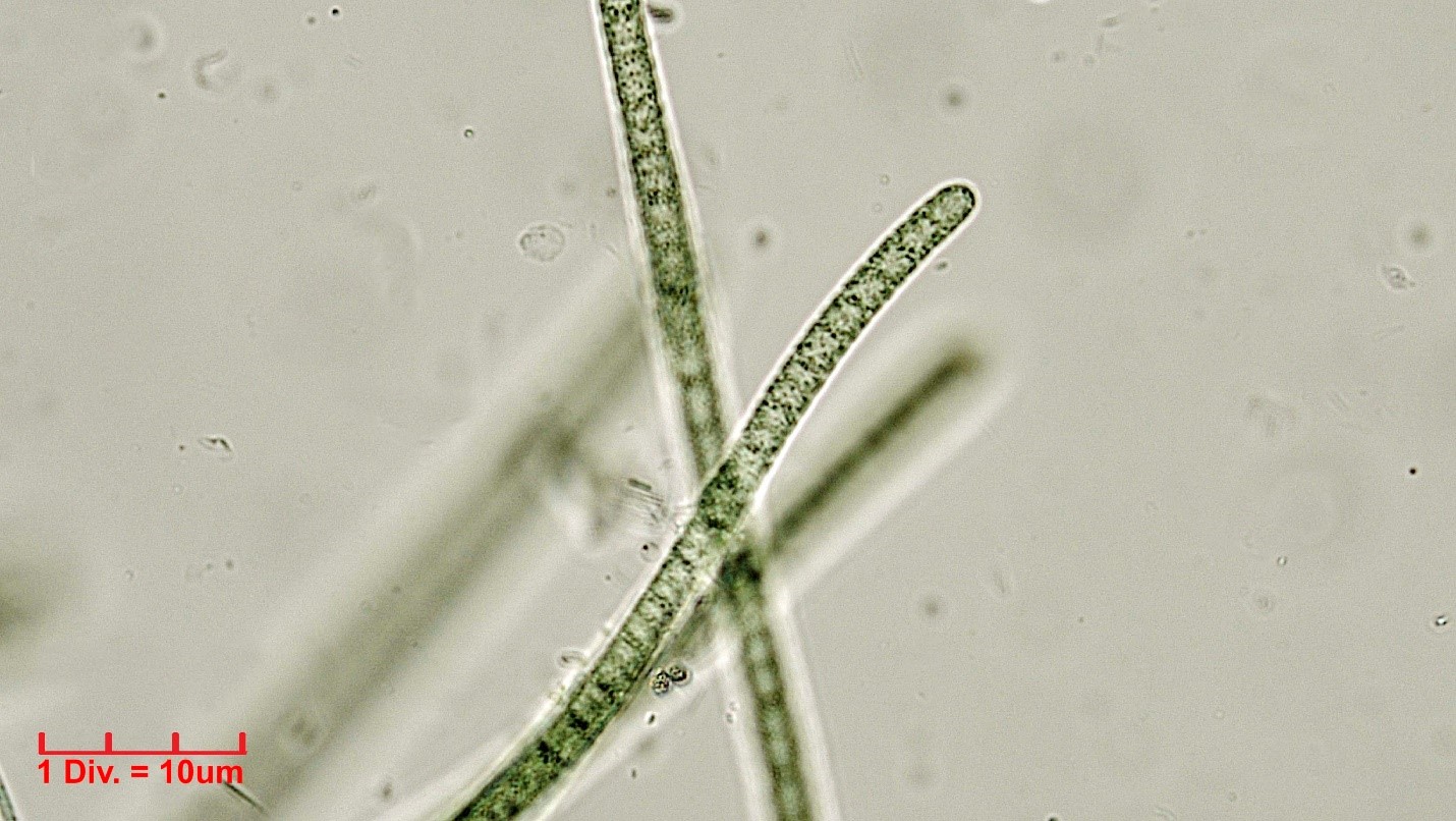 Cyanobacteria/Oscillatoriales/Oscillatoriaceae/Phormidium/subuliforme/phormidium-subuliforme-225.jpg