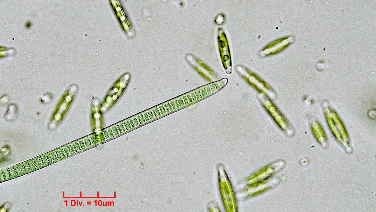 ././Cyanobacteria/Oscillatoriales/Oscillatoriaceae/Phormidium/uncinatum/phormidium-uncinatum-222.jpg