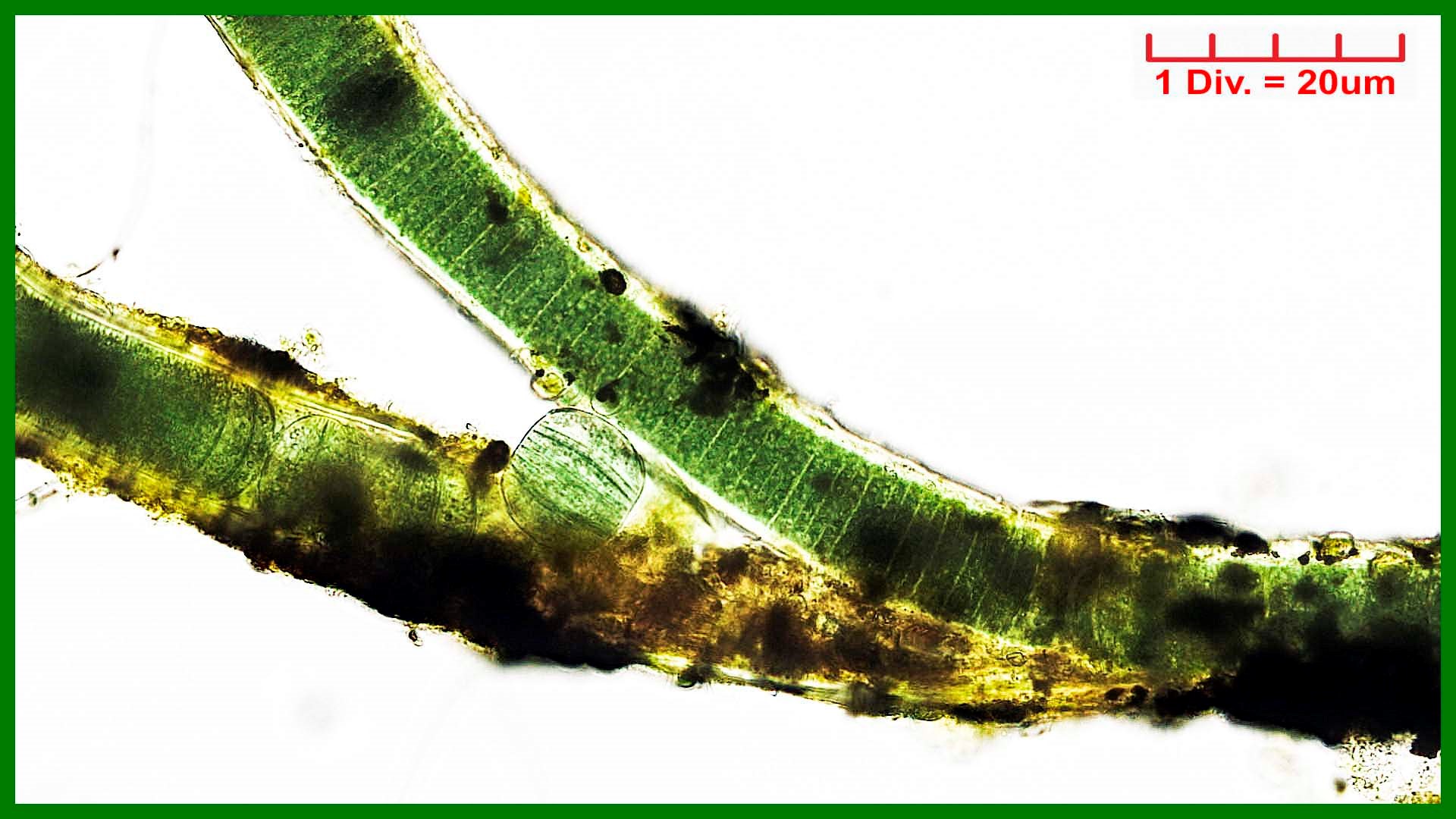 ././././Cyanobacteria/Oscillatoriales/Oscillatoriaceae/Plectonema/wollei/plectonema-wollei-206.jpg