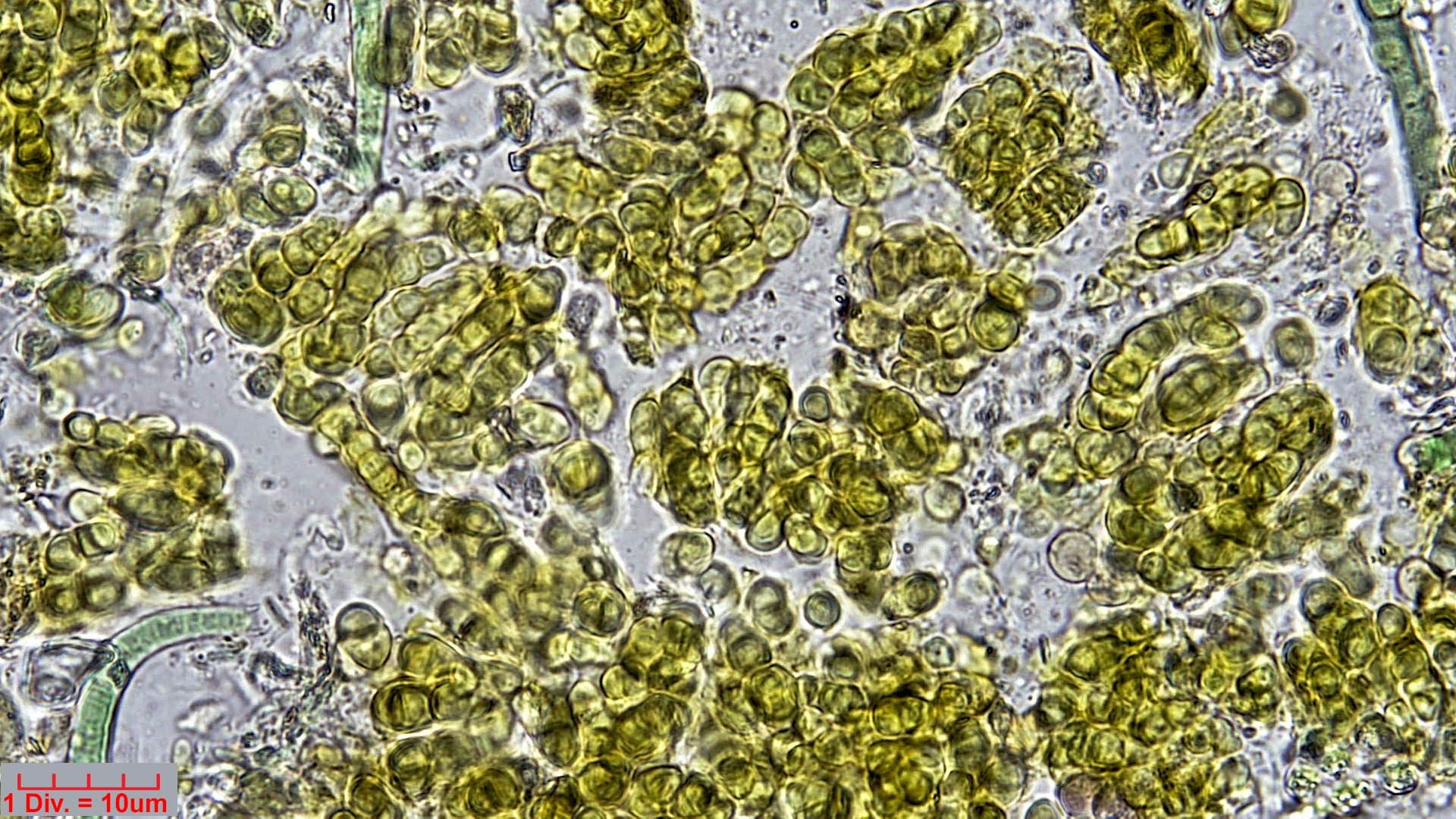 Cyanobacteria/Pleurocapsales/Hyellaceae/Pleurocapsa/fuliginosa/pleurocapsa-fuliginosa-162.jpg
