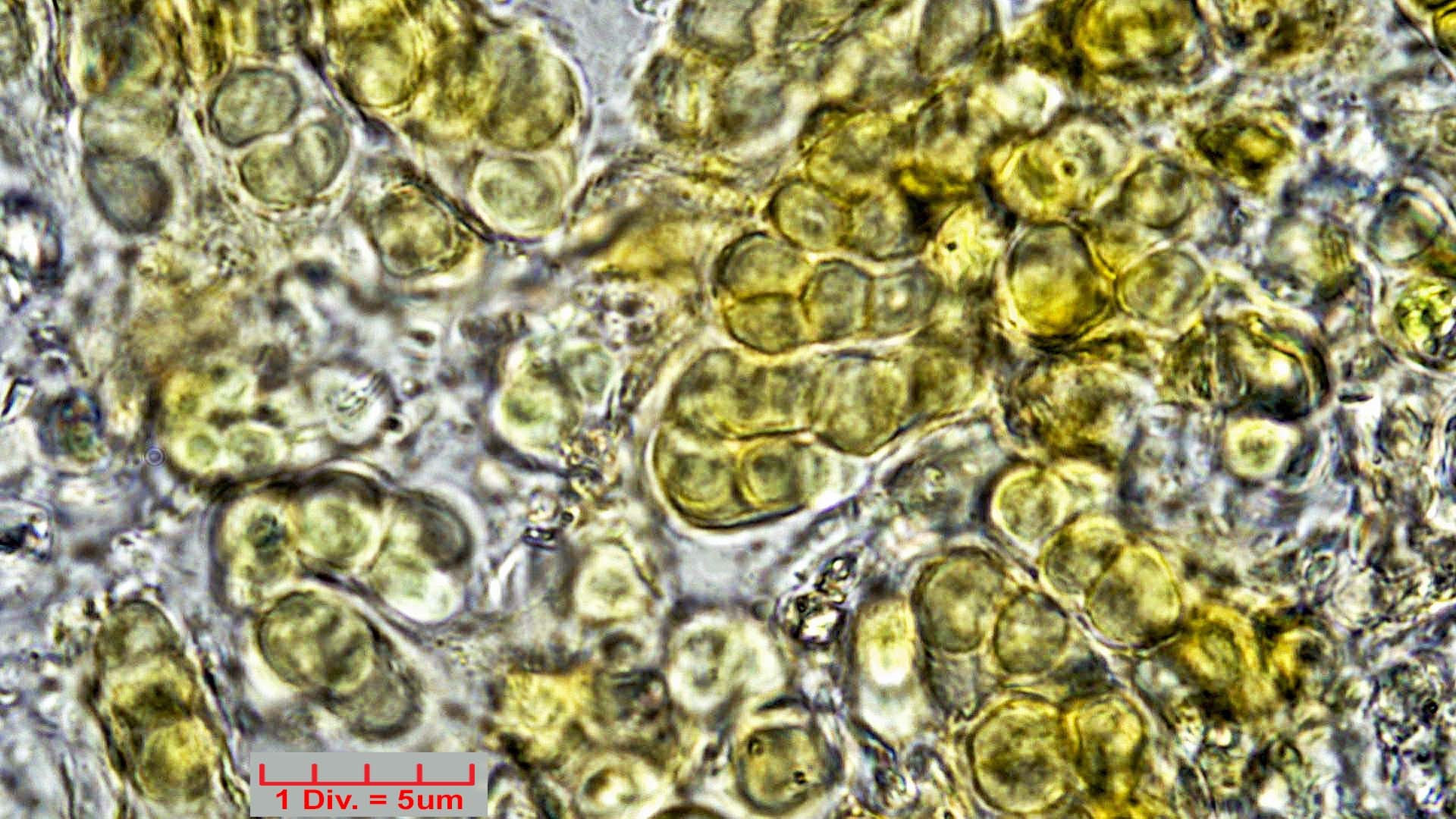 Cyanobacteria/Pleurocapsales/Hyellaceae/Pleurocapsa/fuliginosa/pleurocapsa-fuliginosa-163.jpg