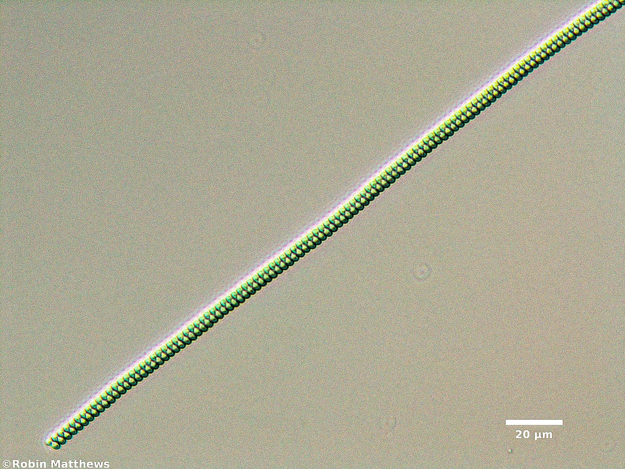 Cyanobacteria/Spirulinales/Spirulinaceae/Spirulina/major/spirulina-major-151.jpg