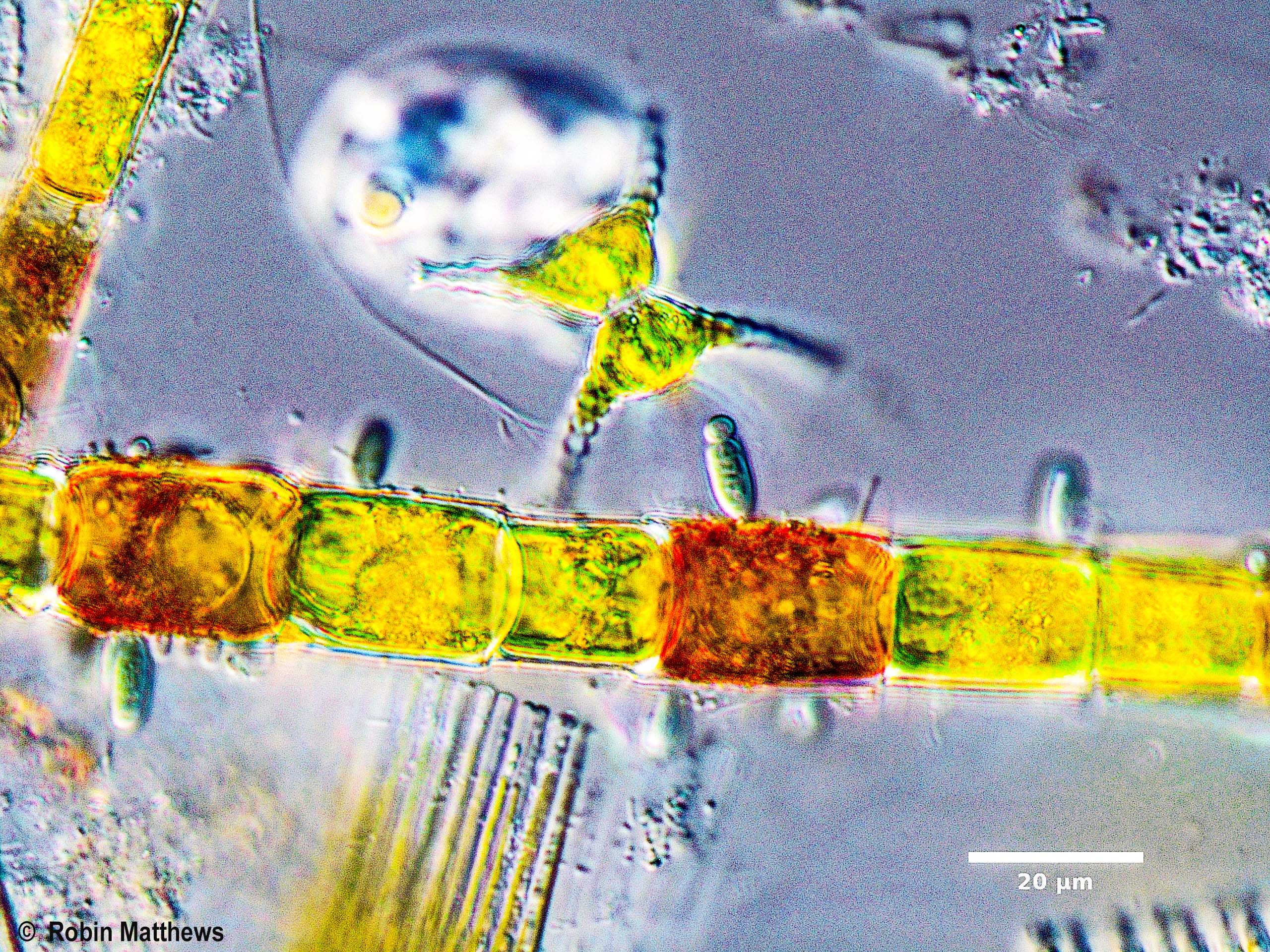 ./././Cyanobacteria/Synechococcales/Chamaesiphonaceae/Geitlerbactron/periphyticum/geitlerbactron-periphyticum-94.jpg