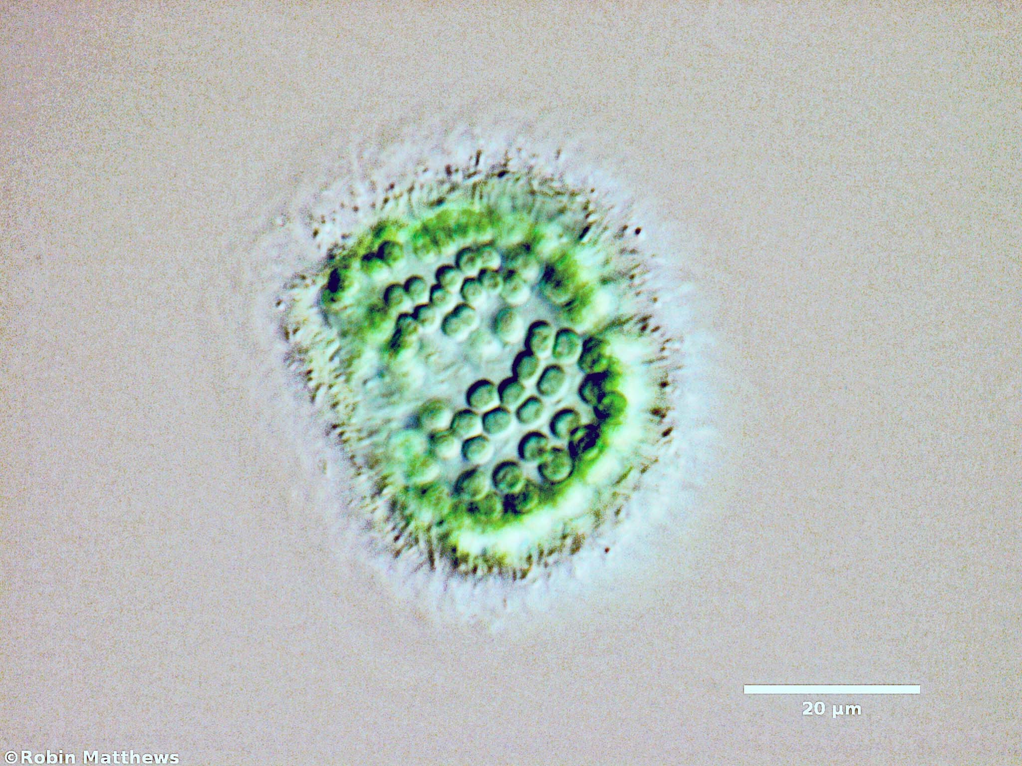 Cyanobacteria/Synechococcales/Coleosphaeriaceae/Coelomoron/sp/coelomoron-100.jpg