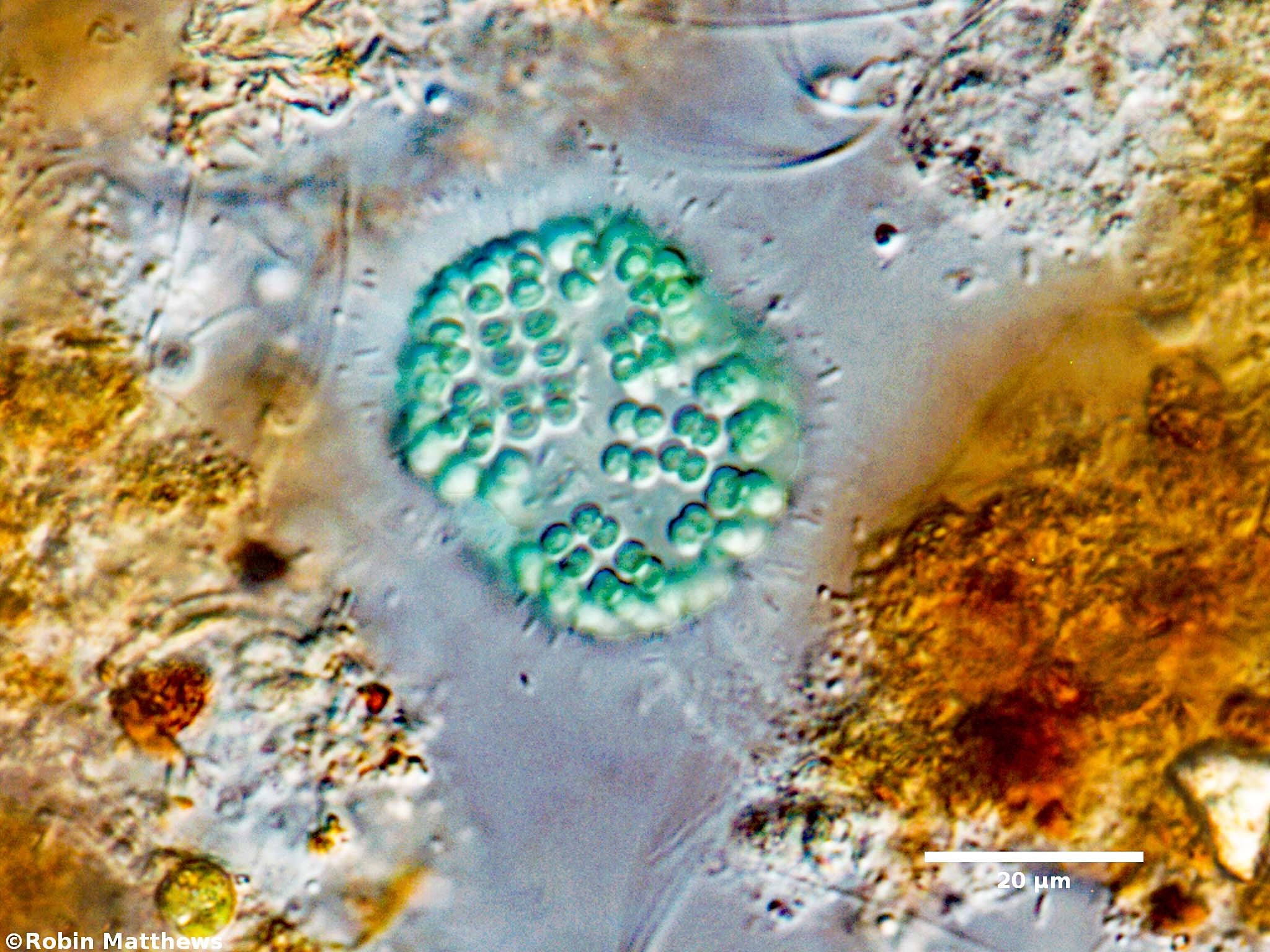 Cyanobacteria/Synechococcales/Coleosphaeriaceae/Coelomoron/sp/coelomoron-98.jpg