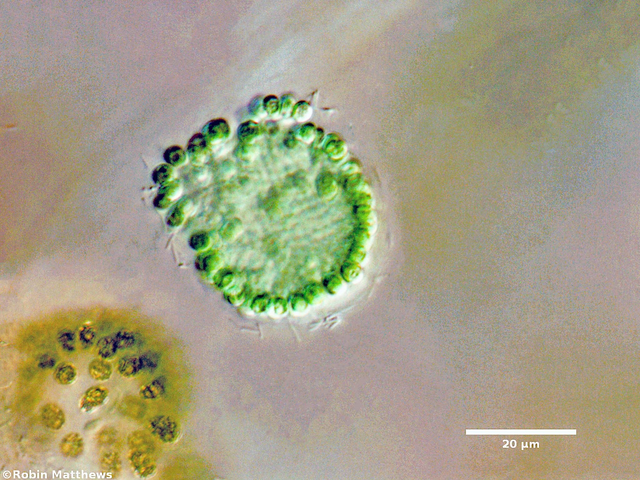 Cyanobacteria/Synechococcales/Coleosphaeriaceae/Coelomoron/sp/coelomoron-99.jpg
