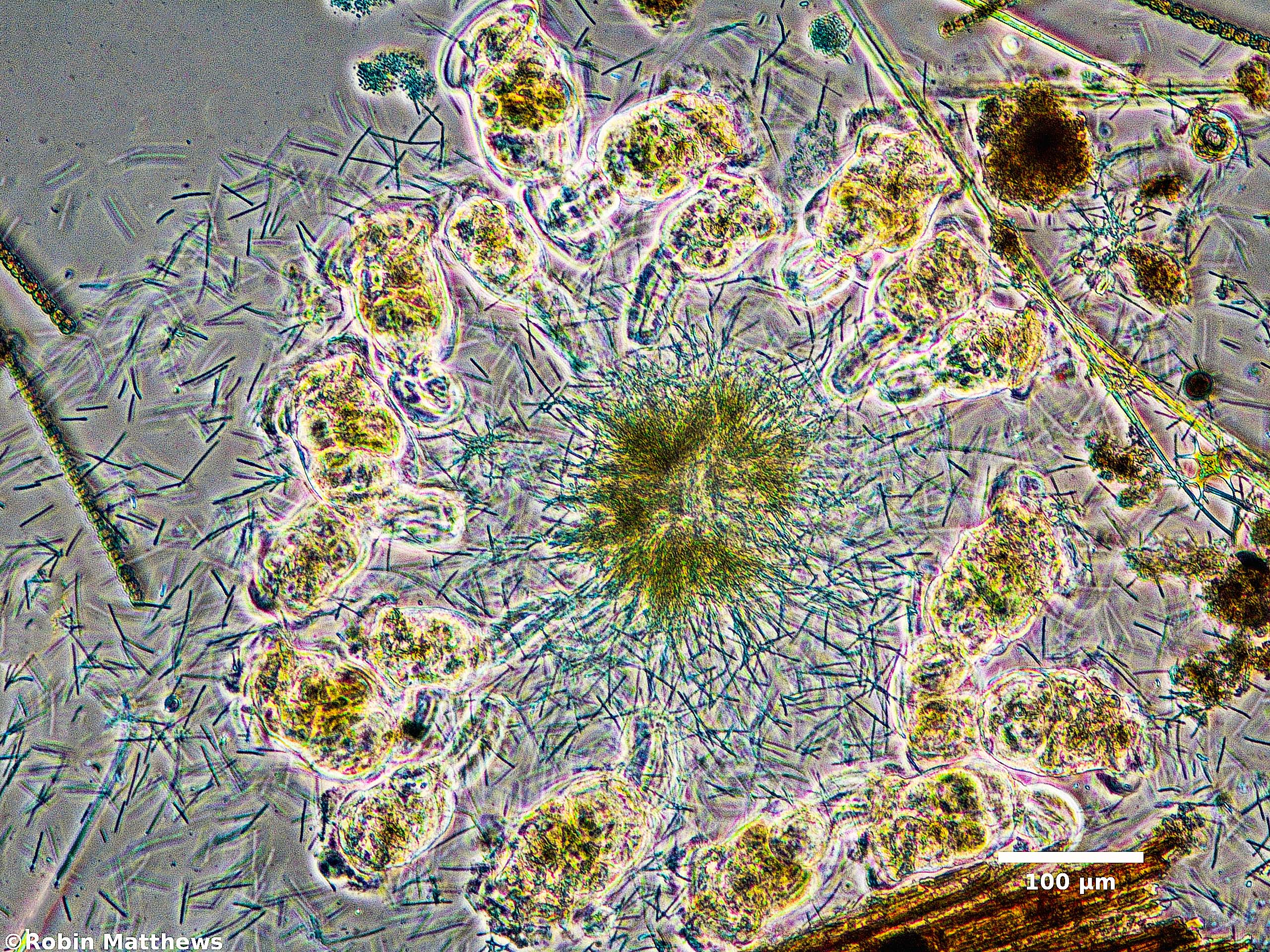 Cyanobacteria/Synechococcales/Pseudanabaenaceae/Pseudanabaena/sp/pseudanabaena-130.jpg